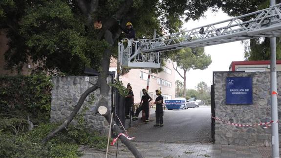 La rama de un árbol se cae en el campus de El Ejido sin causar heridos